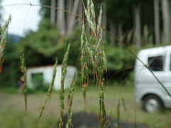 Spodiopogon cotulifer