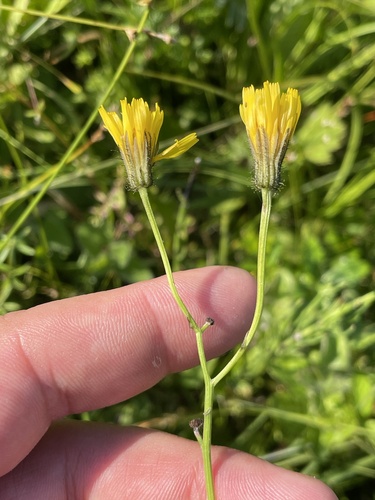 Crepis mollis, photograph 6
