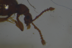 Pselaphinae
