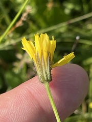 (c) Thomas Ebner, some rights reserved (CC BY) Crepis mollis, photograph (c) Thomas Ebner, some rights reserved (CC BY)