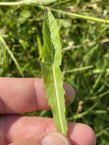 Crepis mollis, photograph 3