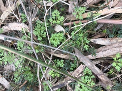 Xanthosia dissecta