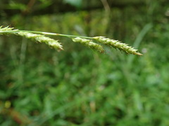 Carex lenta