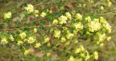 Pimelea flava flava
