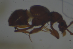 Pselaphinae