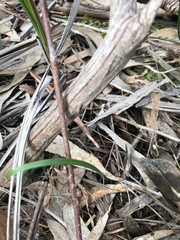 Burchardia umbellata