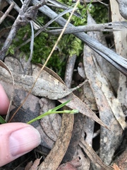Burchardia umbellata