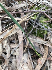 Burchardia umbellata