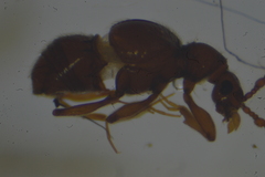 Pselaphinae