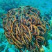 Legless Feather Star - Photo (c) Frédéric Ducarme, some rights reserved (CC BY-NC-ND), uploaded by Frédéric Ducarme