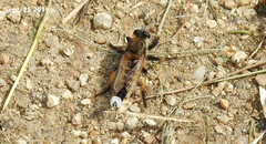 Promachus yesonicus