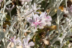 Ptilotus sessilifolius