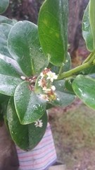 Ilex anomala