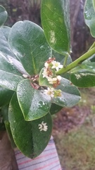 Ilex anomala