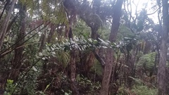Ilex anomala
