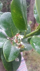 Ilex anomala