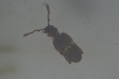 Pselaphinae