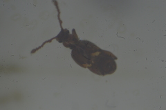 Pselaphinae