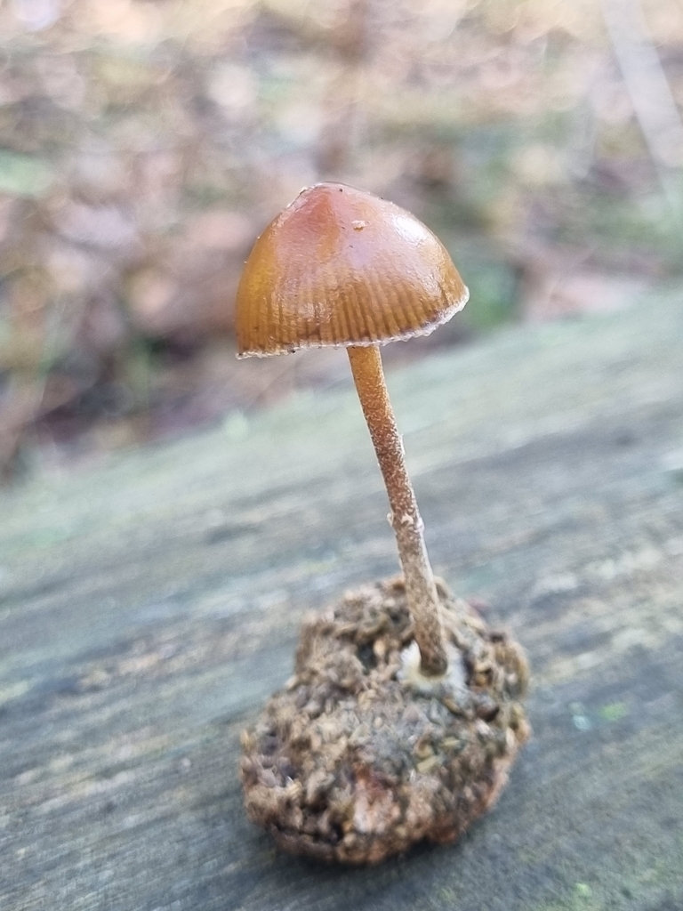 Psilocybe alutacea · June 2025 · photo: © beau_meister (iNaturalist, cc-by)