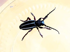 Dorcadion scabricolle