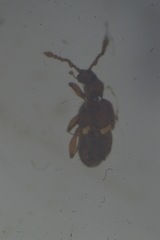 Pselaphinae