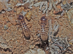 Microhodotermes viator