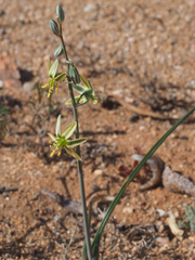 Albuca vittata