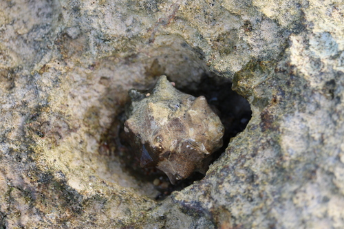 Tylothais aculeata observed 2025-06-12
