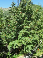 Sorbus commixta