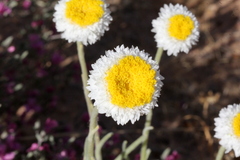 Polycalymma stuartii