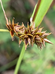 Carex hoodii