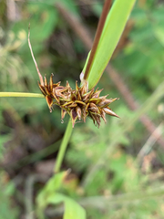 Carex hoodii