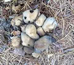 Coprinellus micaceus