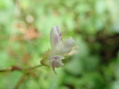 Amphicarpaea edgeworthii