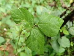 Amphicarpaea edgeworthii