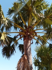 Borassus madagascariensis