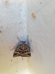 Cerocala vermiculosa