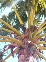 Borassus madagascariensis