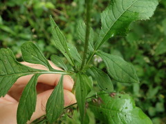 Dipsacus japonicus