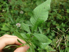 Dipsacus japonicus