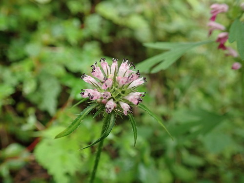 Dipsacus japonicus iNat (2)