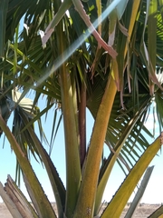 Borassus madagascariensis