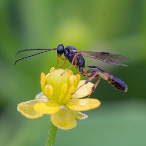 Pristomerus chinensis
