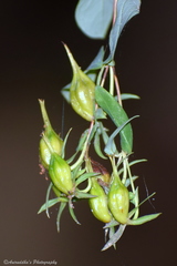 Hypericum oblongifolium