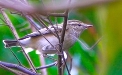Phylloscopus inornatus