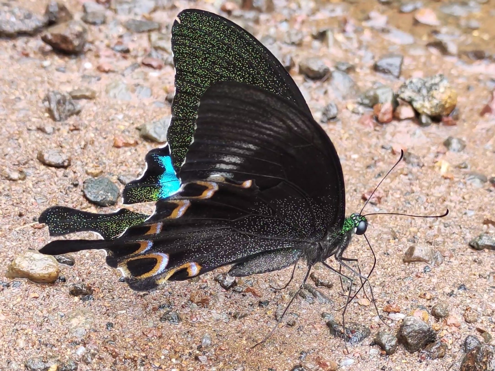 Paris Peacock