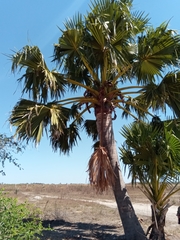 Borassus madagascariensis