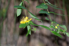 Hypericum oblongifolium