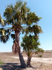Borassus madagascariensis