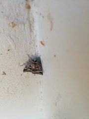 Cerocala vermiculosa